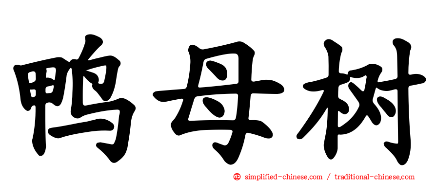 鸭母树
