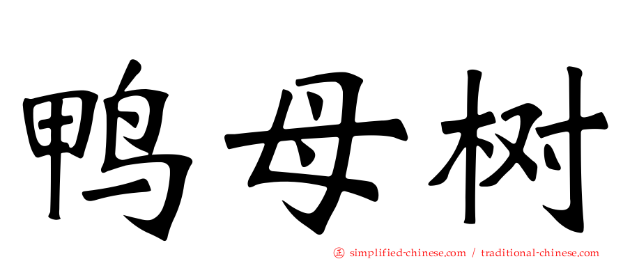 鸭母树