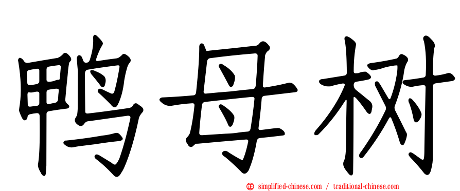 鸭母树