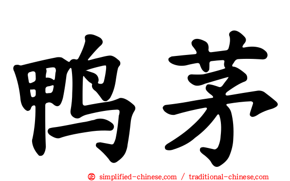 鸭茅