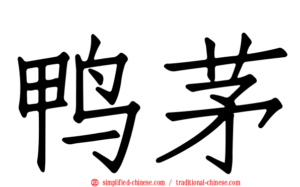 鸭茅