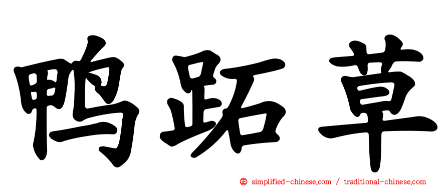 鸭跖草