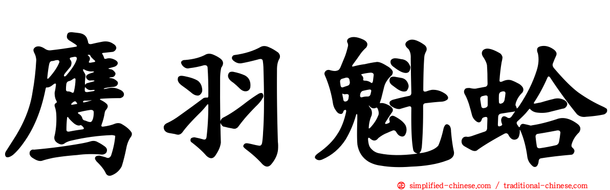 鹰羽魁蛤