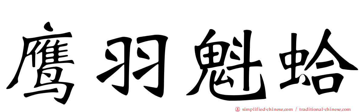 鹰羽魁蛤
