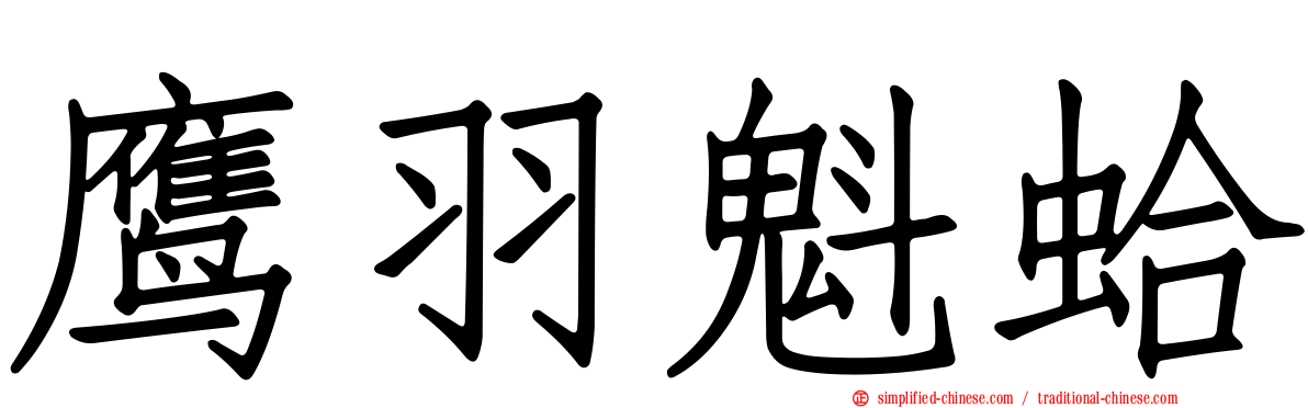 鹰羽魁蛤