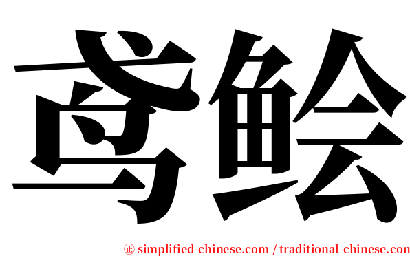 鸢鲙 serif font