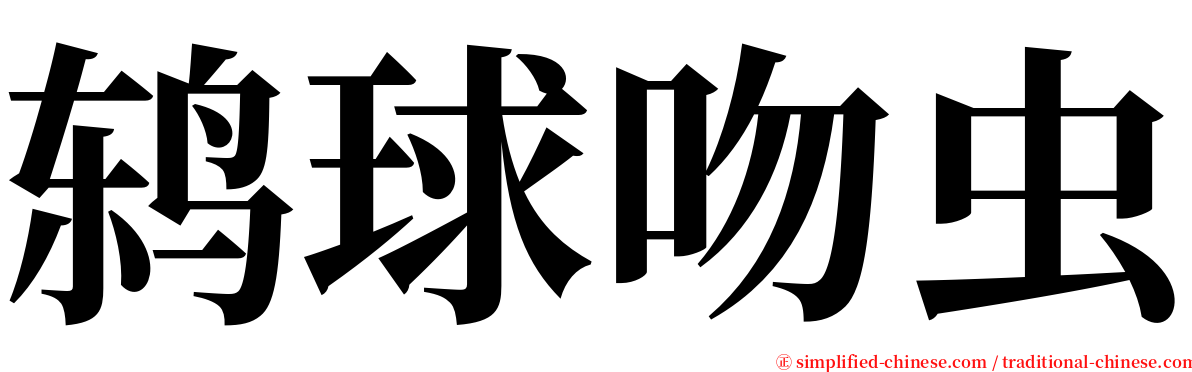 鸫球吻虫 serif font