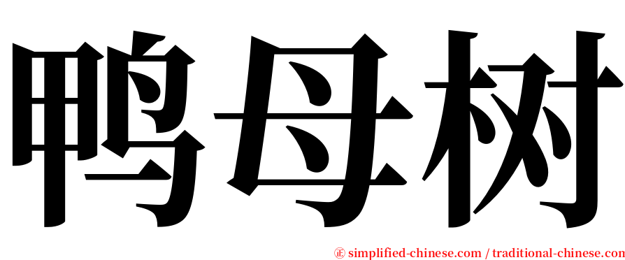 鸭母树 serif font