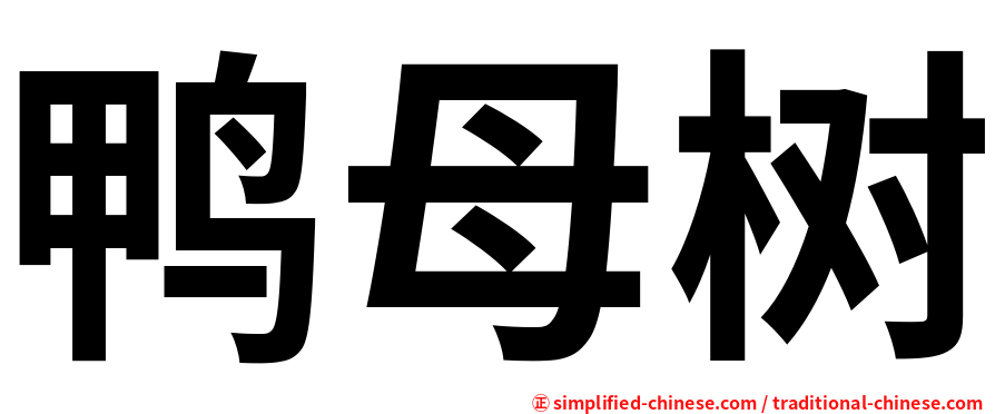 鸭母树