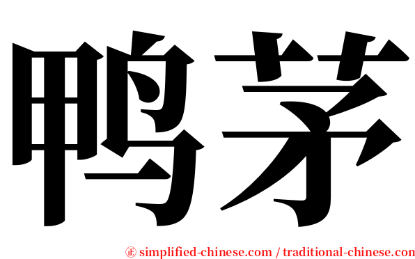 鸭茅 serif font