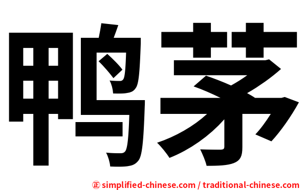 鸭茅