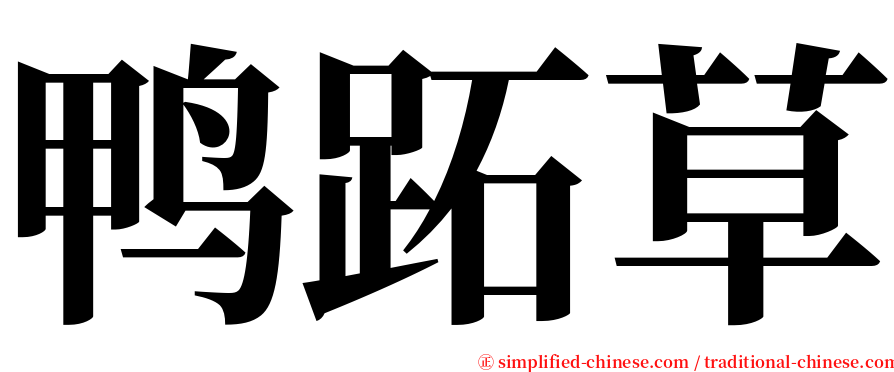 鸭跖草 serif font