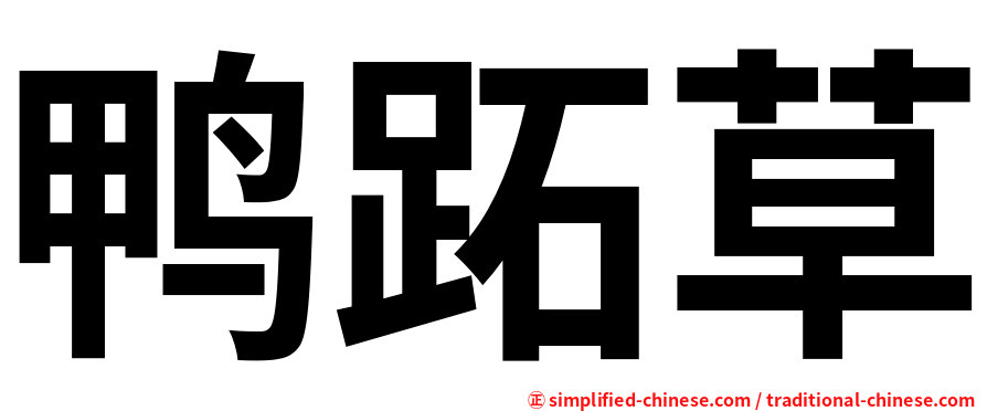 鸭跖草