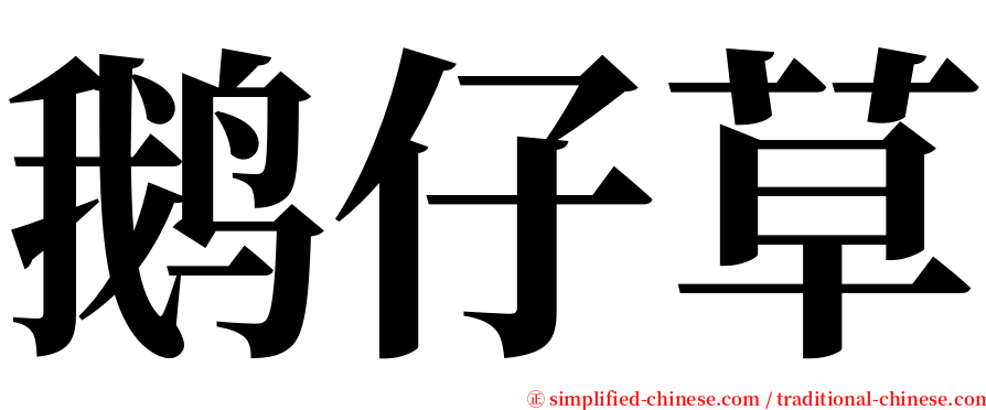 鹅仔草 serif font