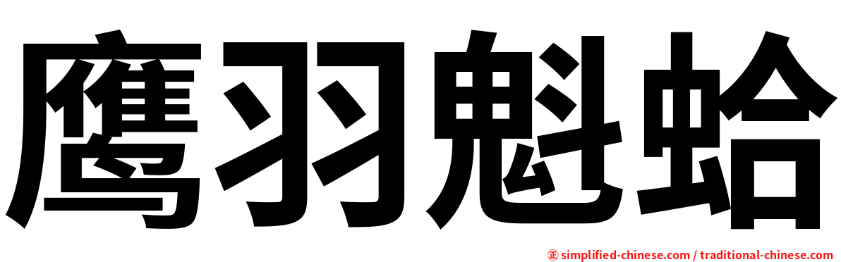 鹰羽魁蛤