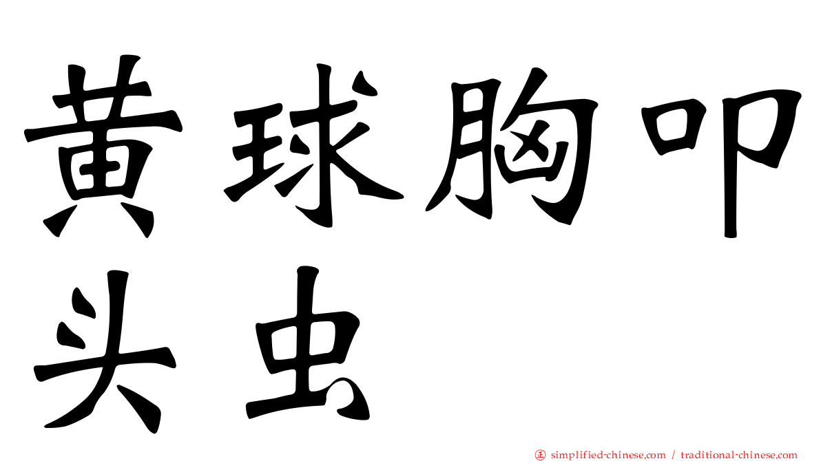 黄球胸叩头虫