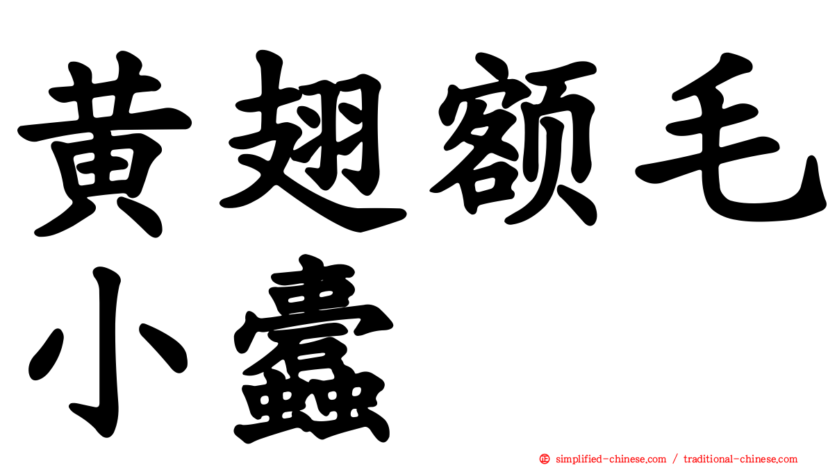 黄翅额毛小蠹