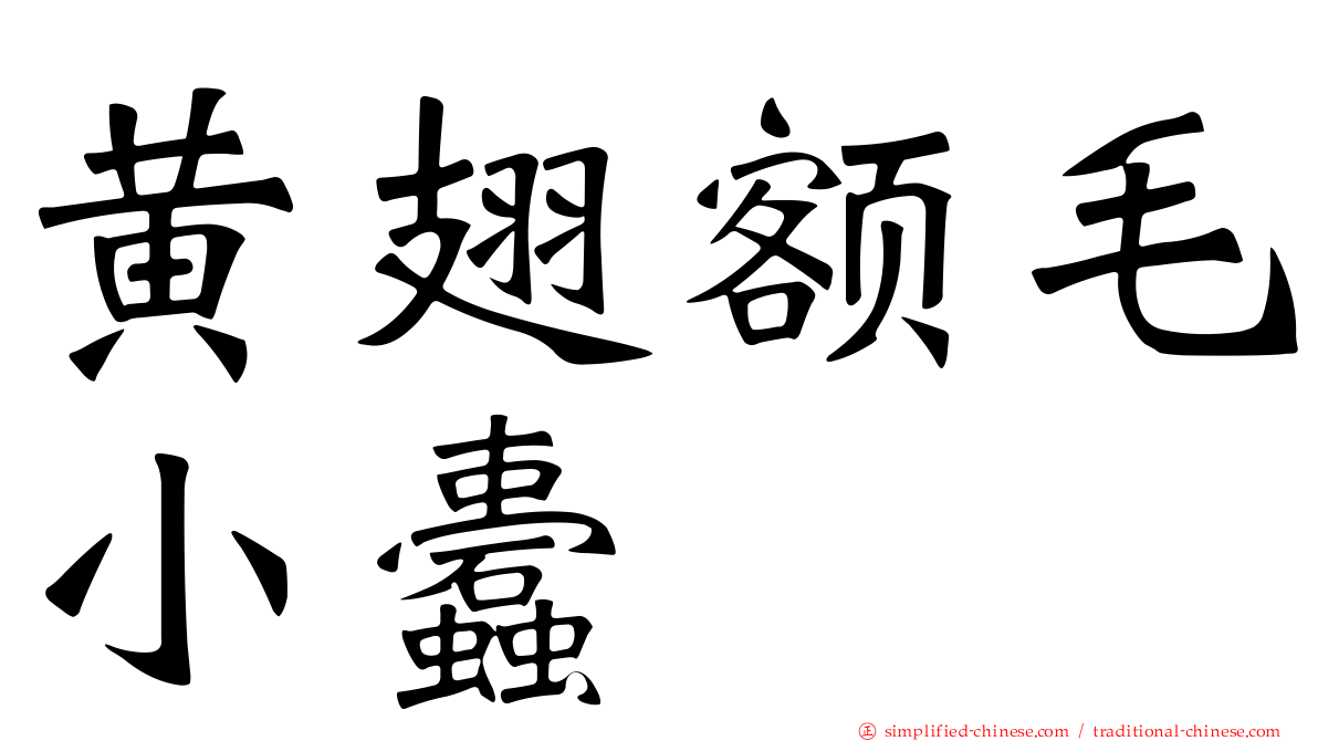 黄翅额毛小蠹
