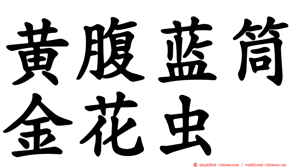 黄腹蓝筒金花虫
