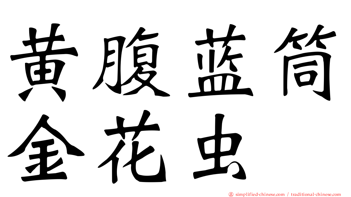 黄腹蓝筒金花虫