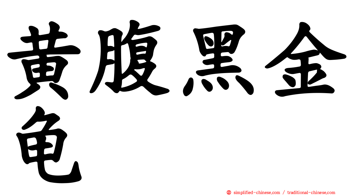 黄腹黑金龟