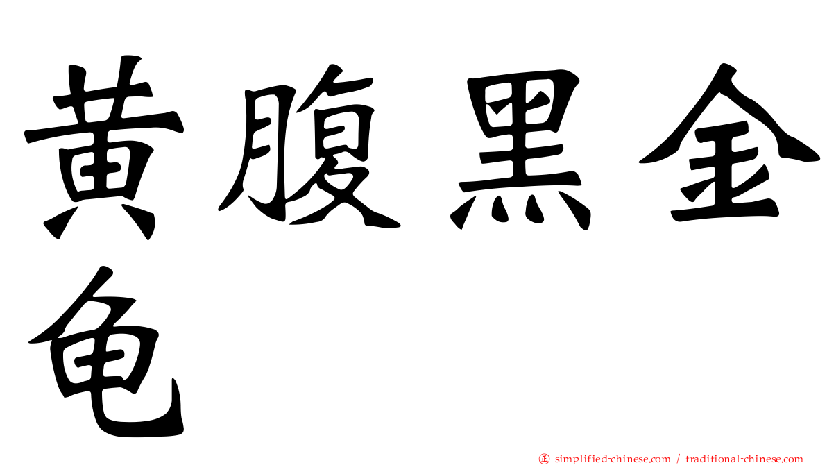 黄腹黑金龟
