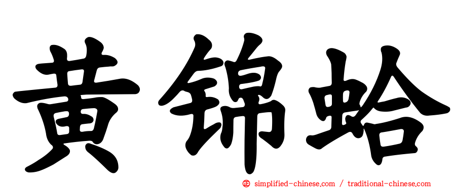 黄锦蛤