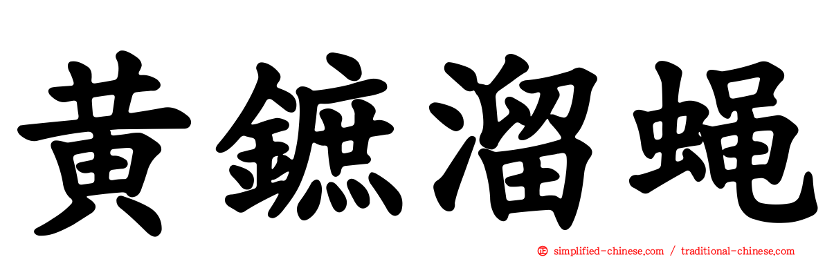 黄鏣溜蝇