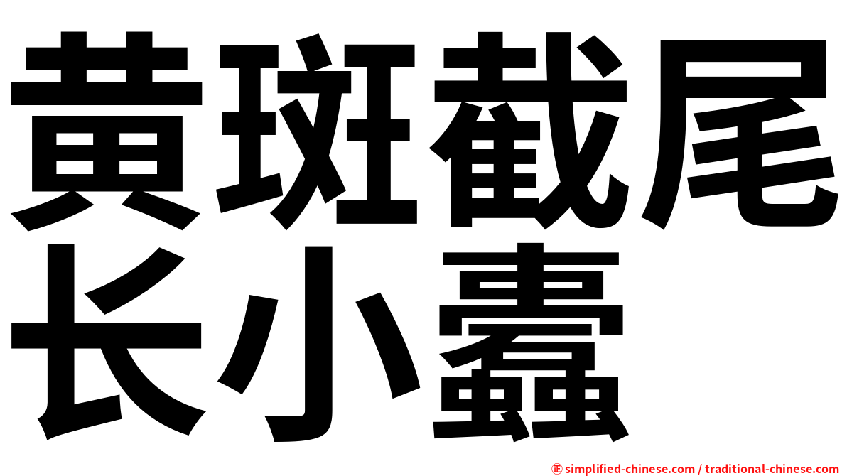 黄斑截尾长小蠹