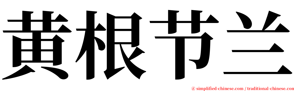 黄根节兰 serif font