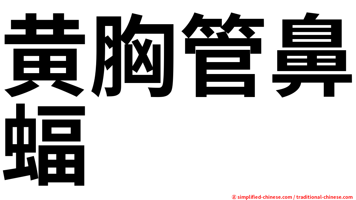 黄胸管鼻蝠