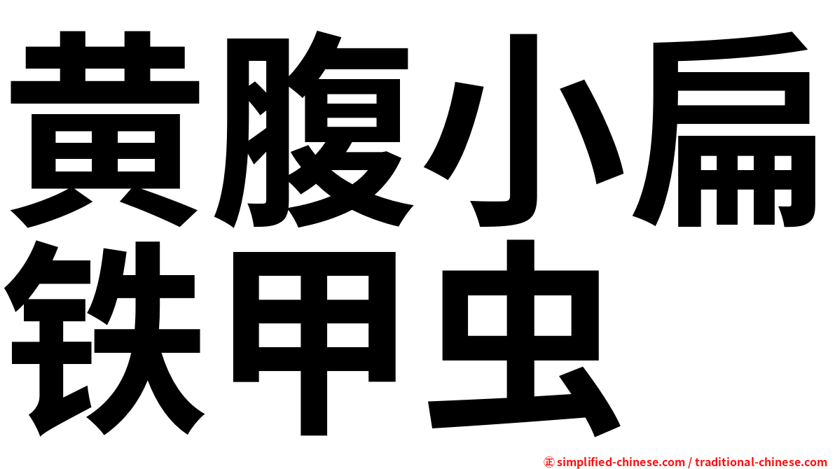 黄腹小扁铁甲虫