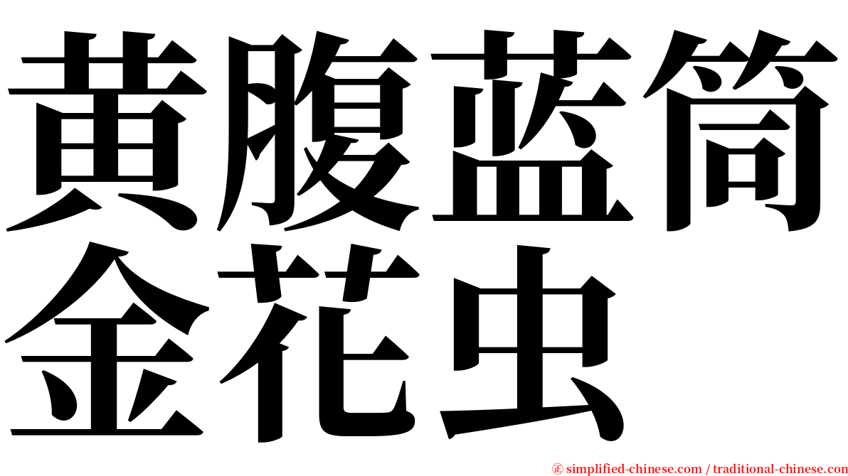 黄腹蓝筒金花虫 serif font