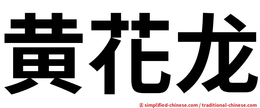 黄花龙