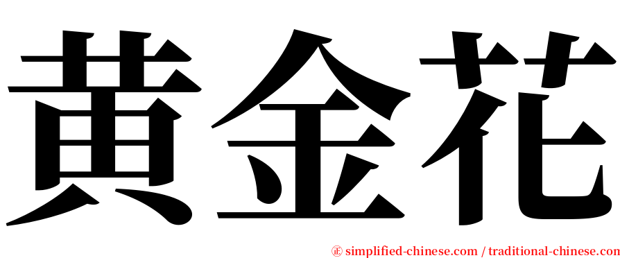 黄金花 serif font