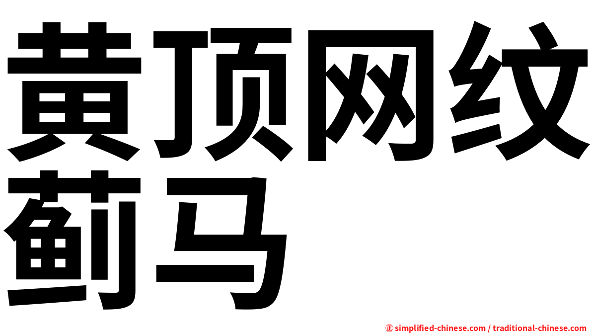 黄顶网纹蓟马