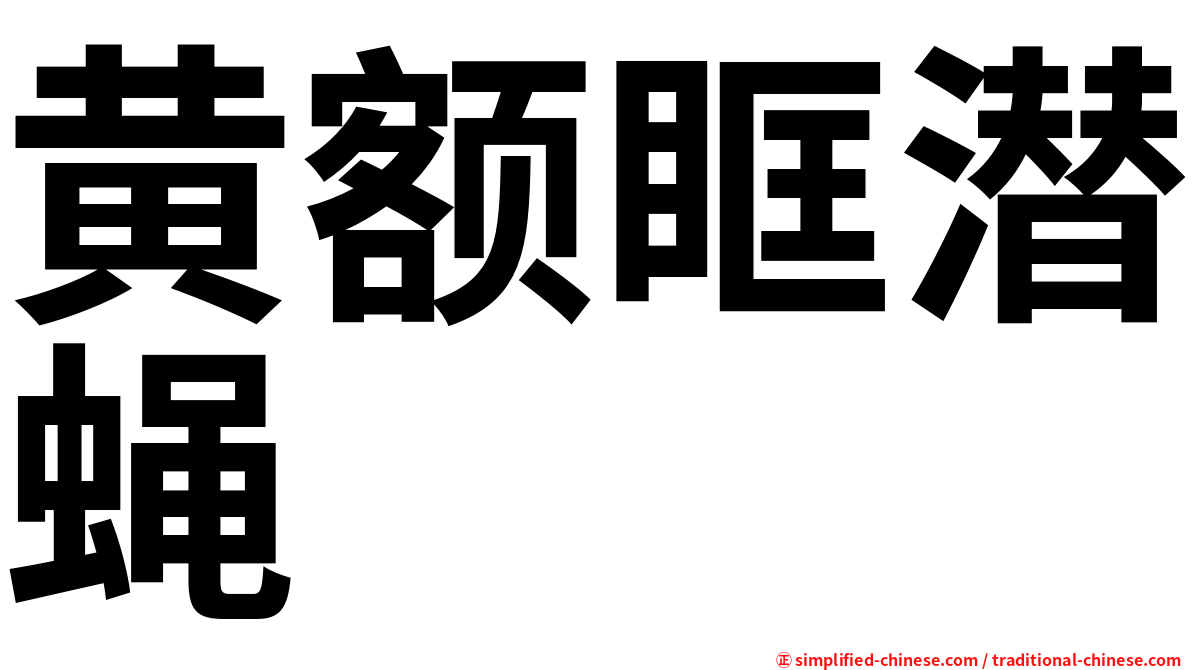 黄额眶潜蝇