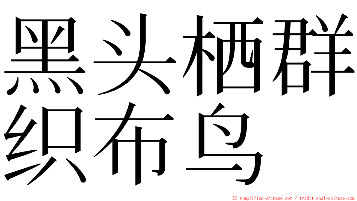 黑头栖群织布鸟 ming font