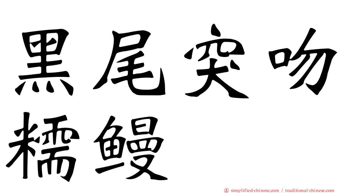 黑尾突吻糯鳗