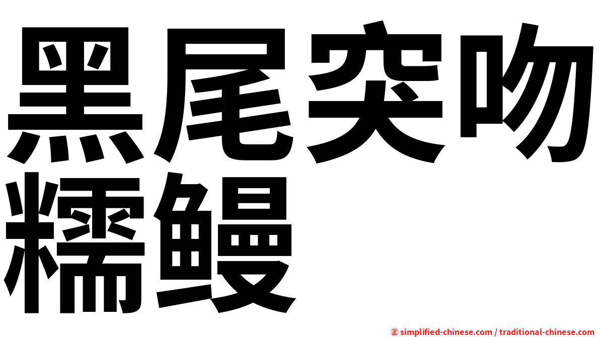 黑尾突吻糯鳗