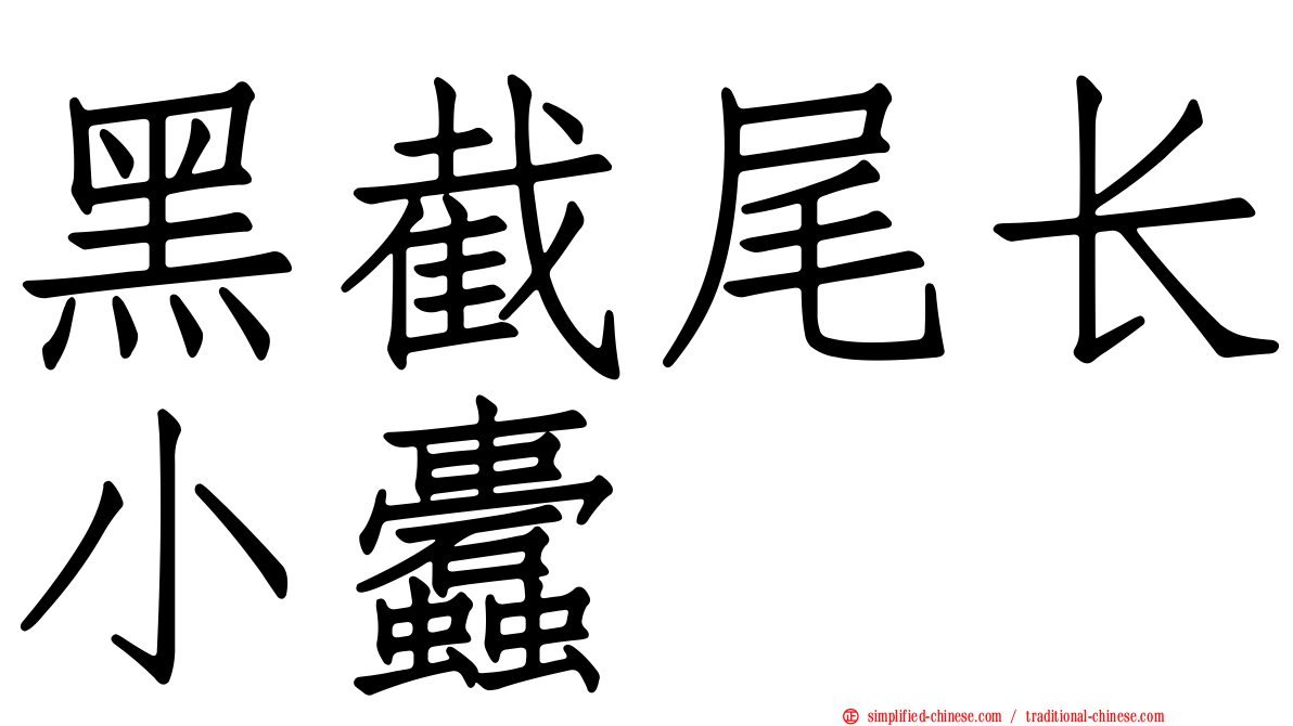 黑截尾长小蠹