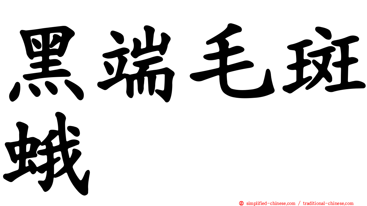 黑端毛斑蛾