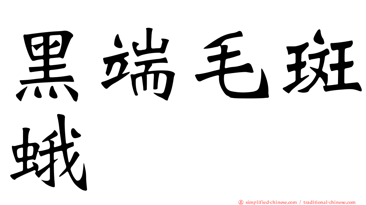 黑端毛斑蛾