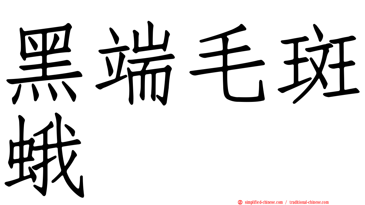 黑端毛斑蛾