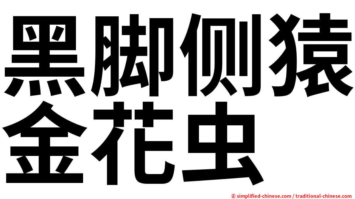 黑脚侧猿金花虫