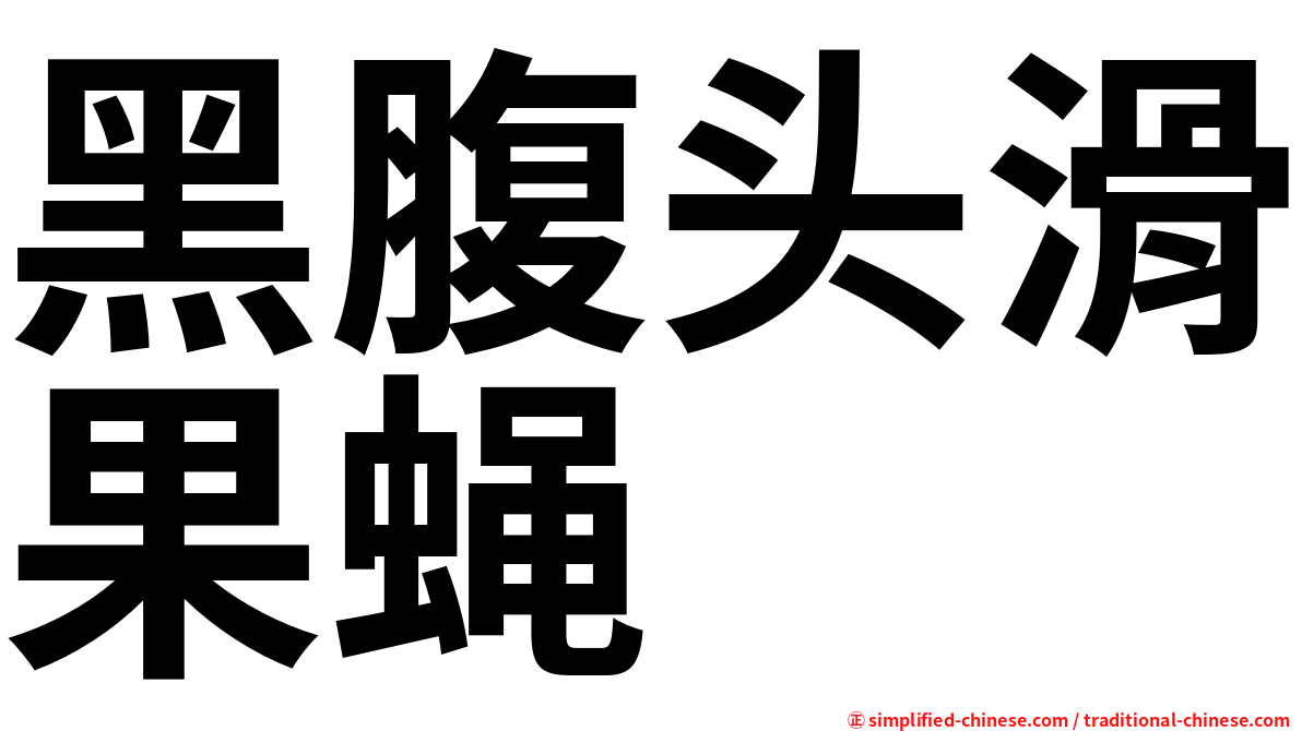 黑腹头滑果蝇