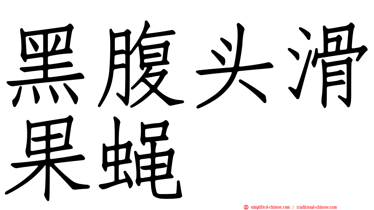 黑腹头滑果蝇