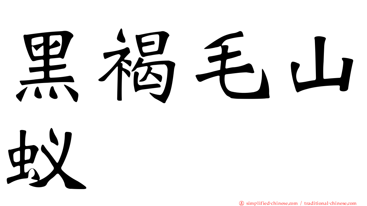 黑褐毛山蚁