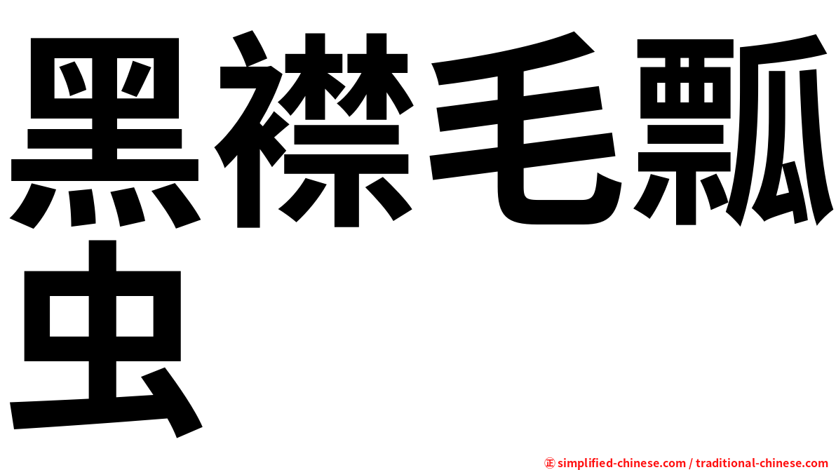 黑襟毛瓢虫