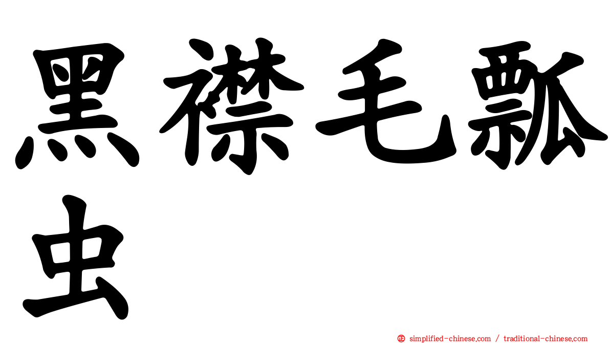 黑襟毛瓢虫